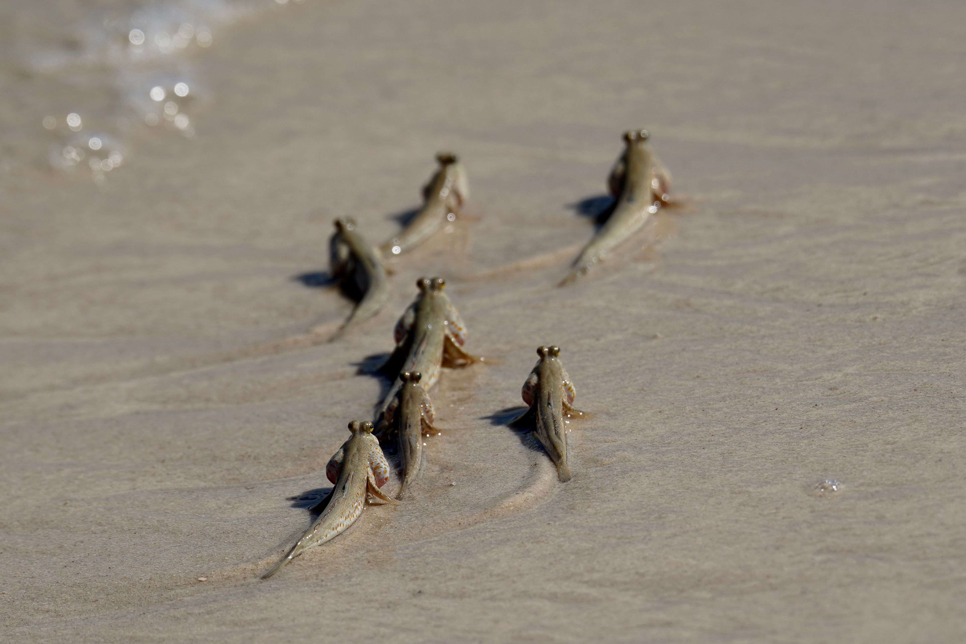 sand hoppers