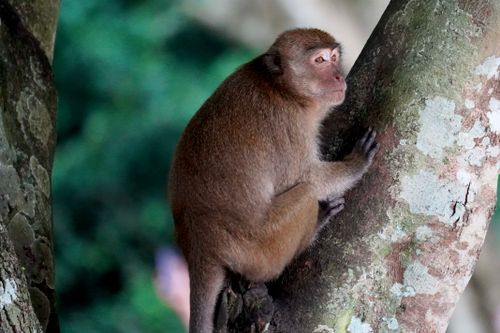 Free A contemplative monkey perched on a tree trunk in a lush green forest setting. Stock Photo