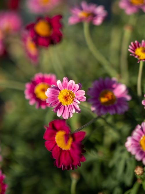 Free Close-up of vibrant pink and red daisies blooming in a sunlit spring garden. Stock Photo