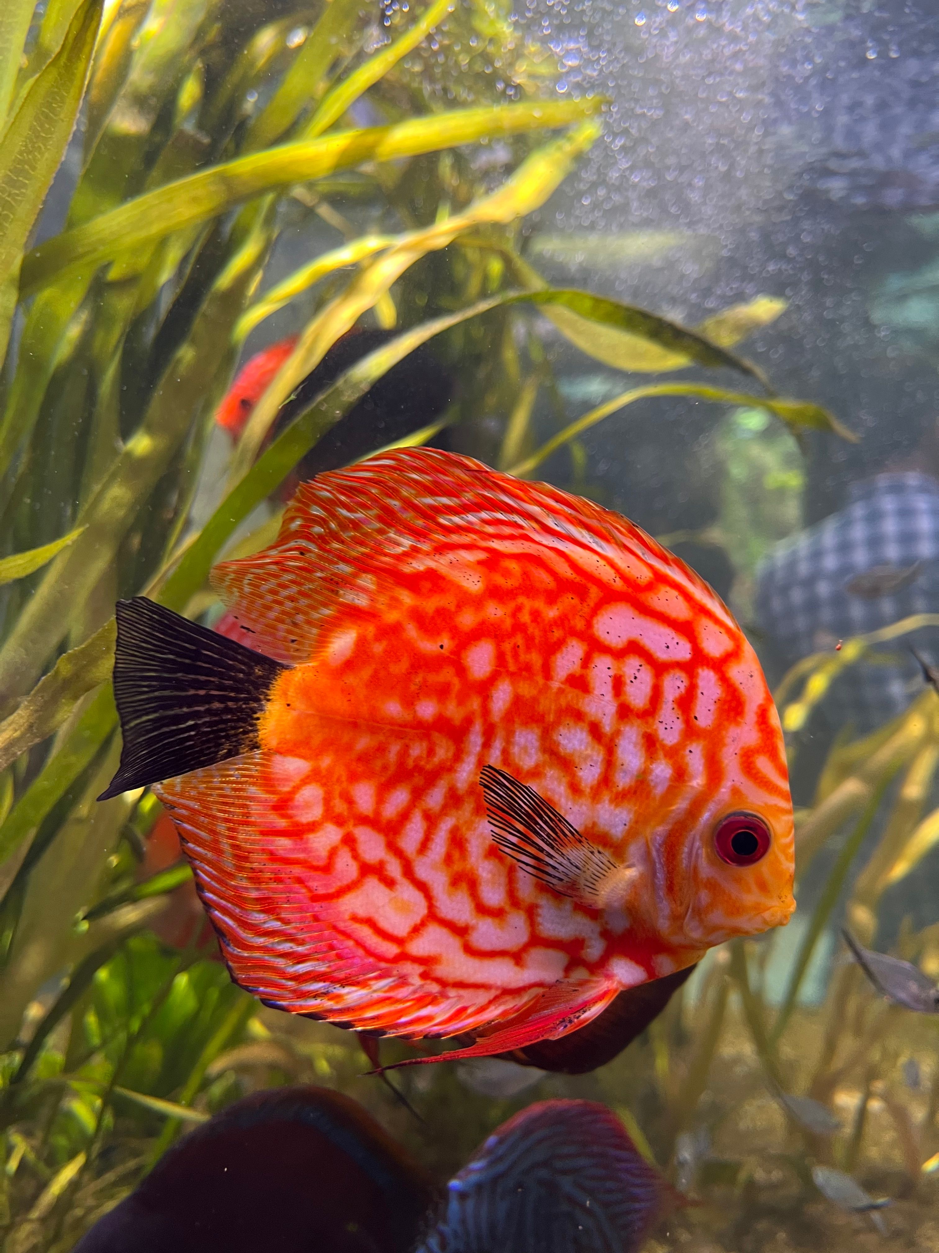 Close-up of a vibrant red Discus fish swimming in a lush aquarium with green plants.