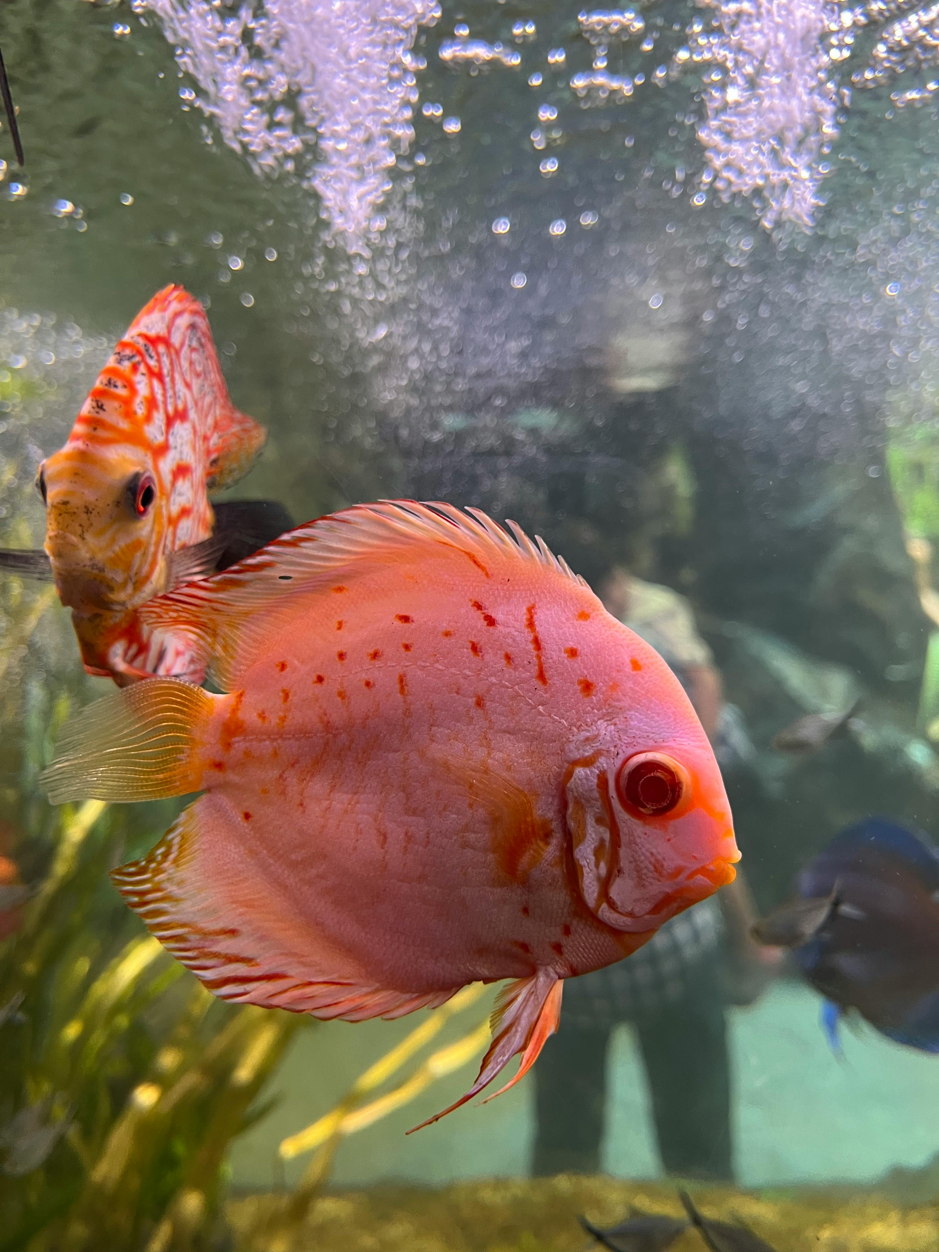 Colorful fish swimming in an aquarium with a clear, detailed close-up capturing vivid patterns.