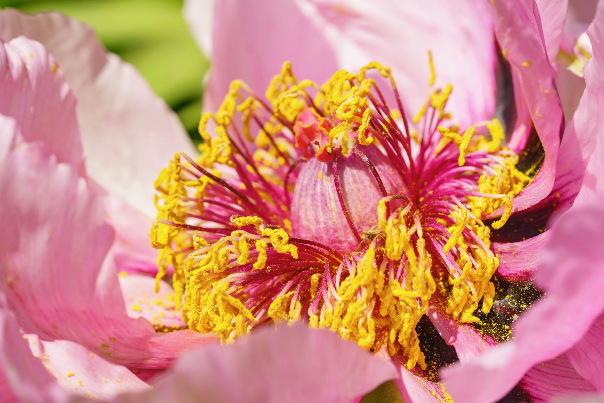 A vivid close-up of a blooming pink peony with yellow stamens, showcasing natural beauty.