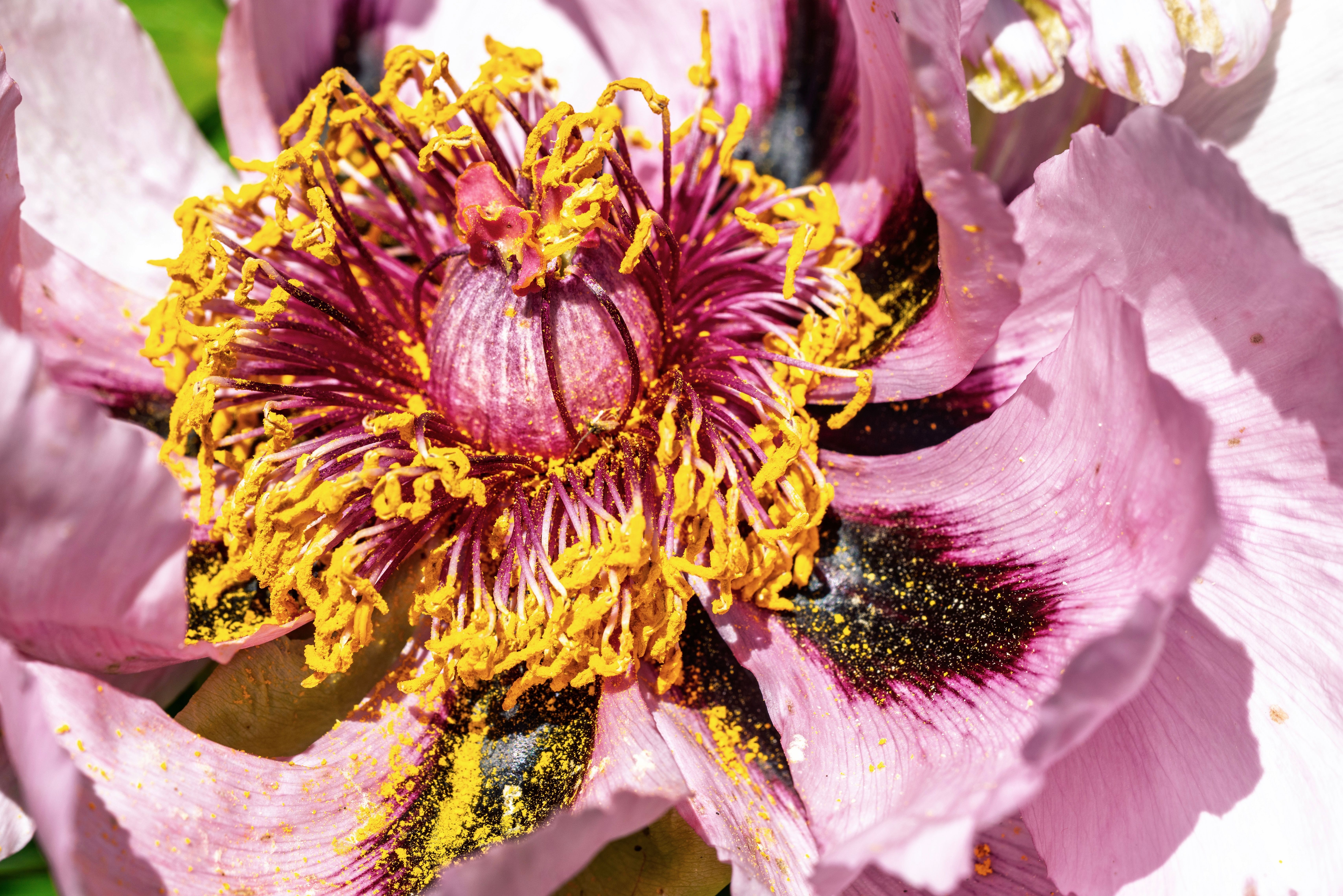 Close-up of Vibrant Pink Peony Flower · Free Stock Photo