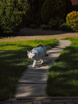 White cat walking on a sunny garden path surrounded by lush greenery.