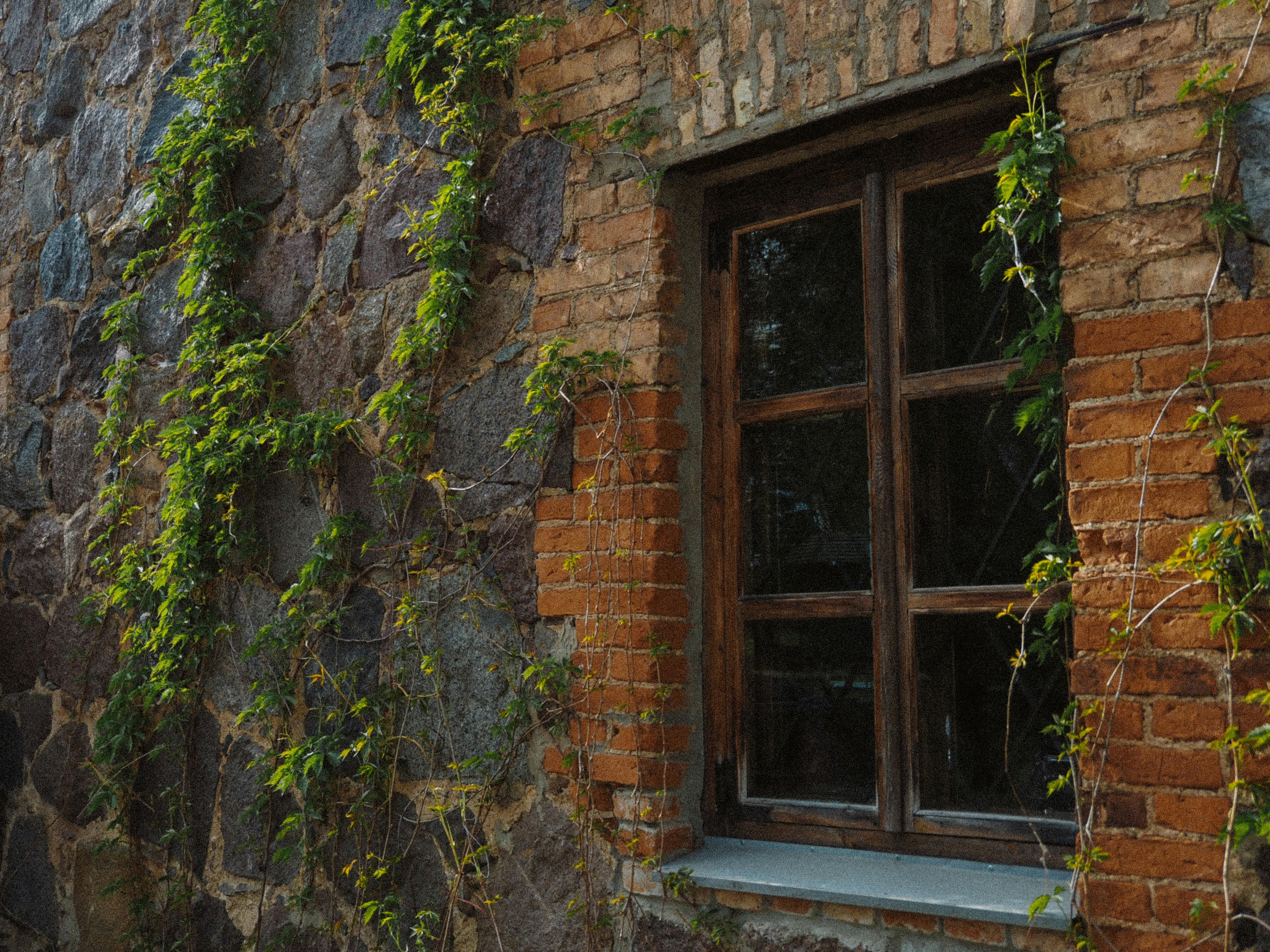 A charming rustic window set in a stone wall, framed by lush ivy vines.