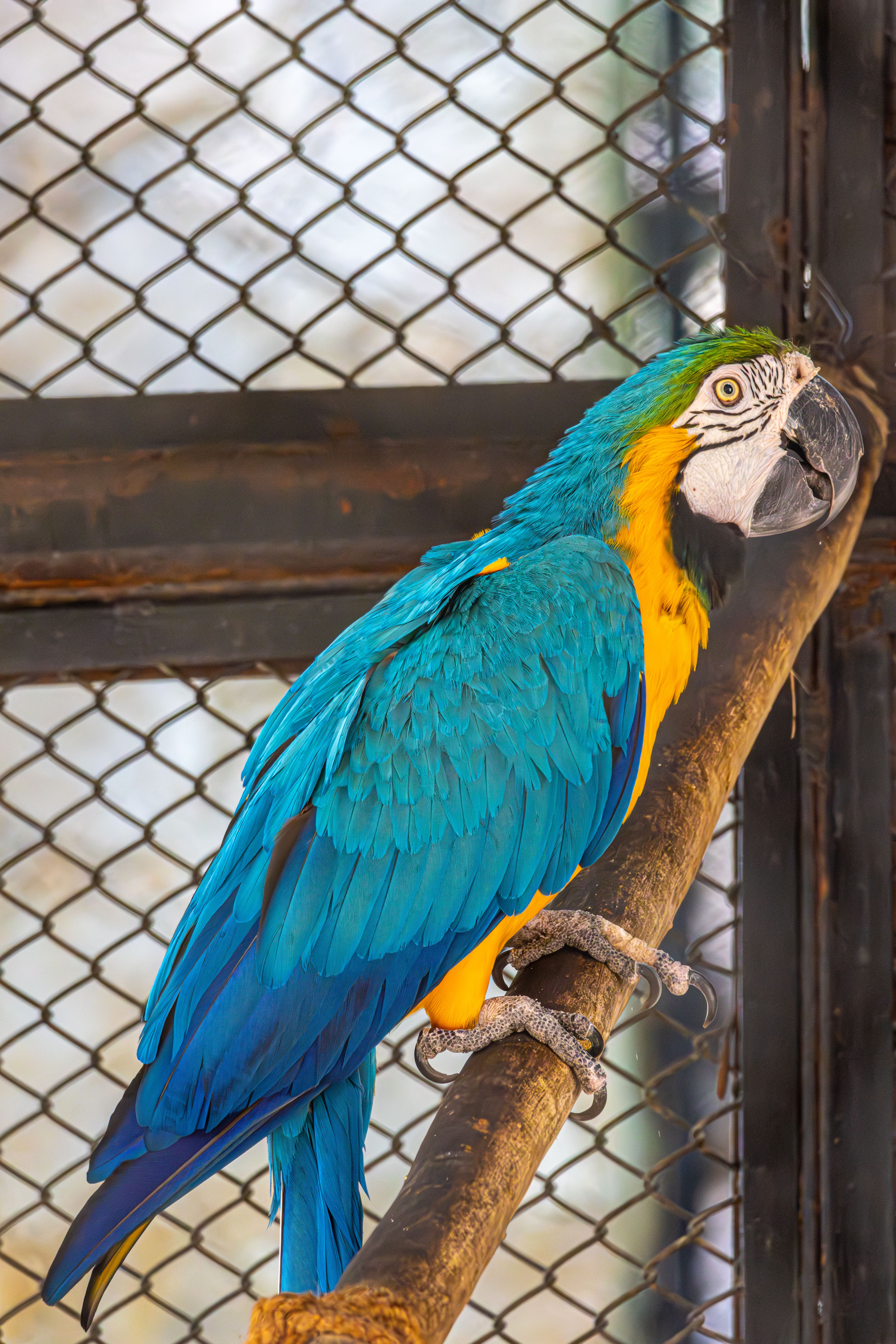 Photo inspiration: Visual Reference: Blue And Yellow Macaw Perched Indoors