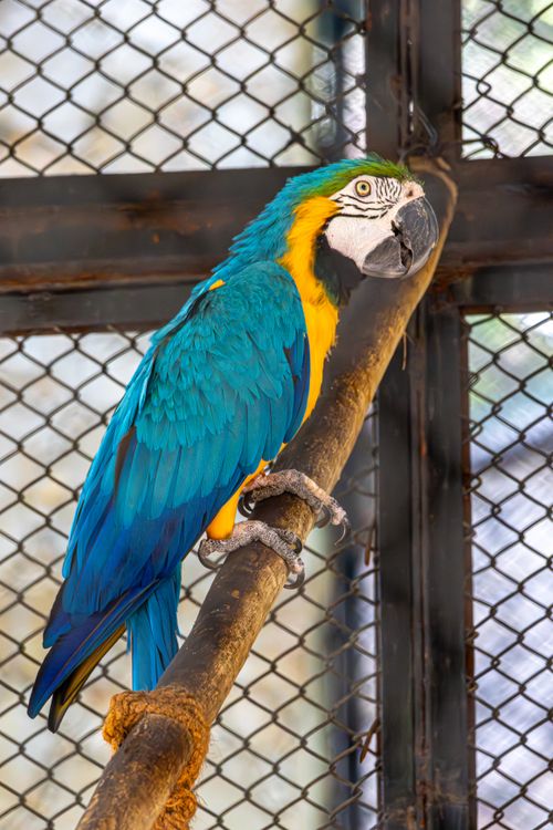 Free Close-up of a colorful Blue and Yellow Macaw perched inside a cage. Stock Photo