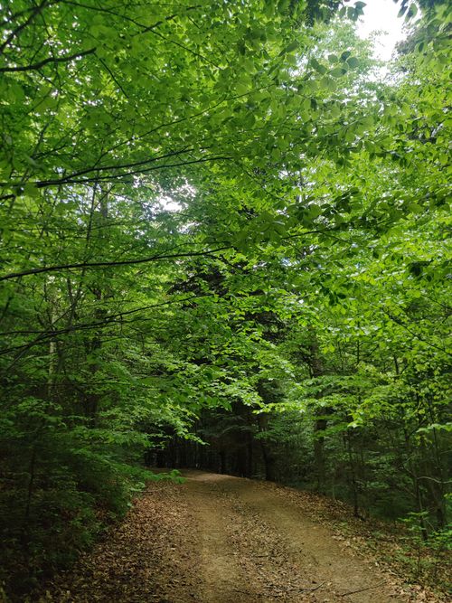 Free A serene forest path surrounded by dense green foliage under a bright summer sky. Stock Photo