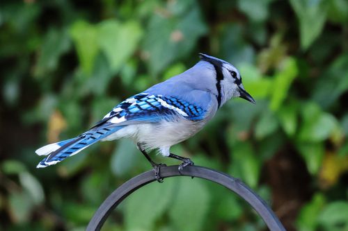 Free A striking blue jay bird perched on a metal hoop against a backdrop of lush greenery. Stock Photo