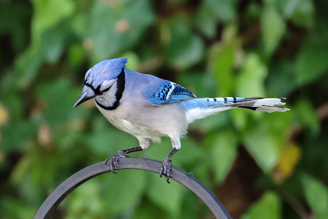 a stunning blue jay perched on a metal ring in a natural setting captu