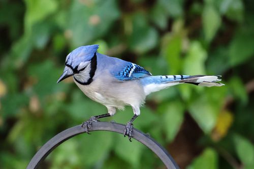 Free A stunning Blue Jay perched on a metal ring in a natural setting, captured in Darien, CT. Stock Photo