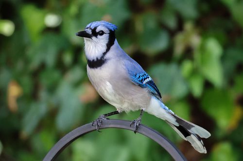 Free Striking blue jay perched on a garden arch with lush green background in Darien, Connecticut. Stock Photo