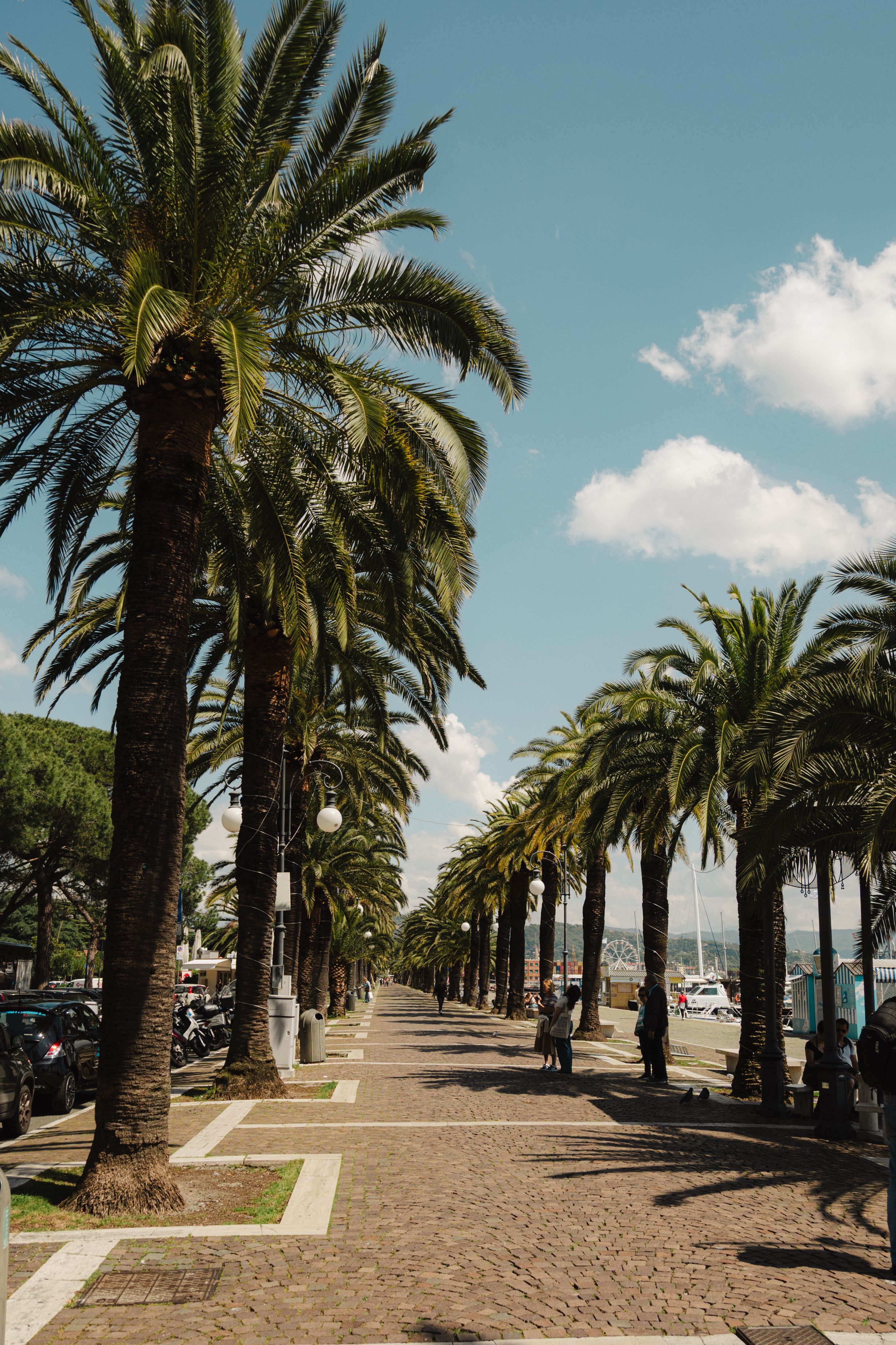 Palm Tree Lined Promenade on a Sunny Day · Free Stock Photo