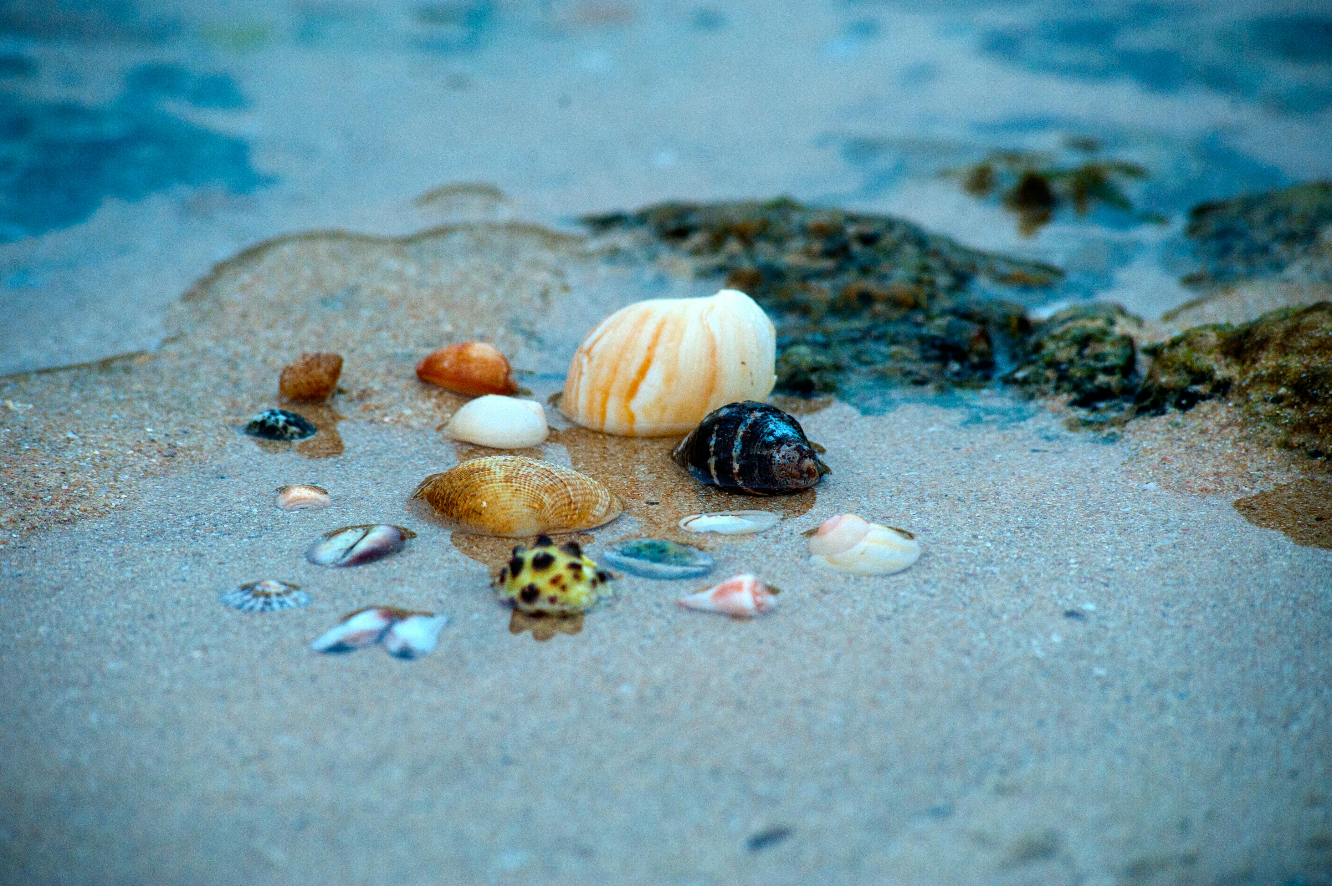 Sea Shells Background Images  Browse 36 Stock Photos Vectors and Video   Adobe Stock