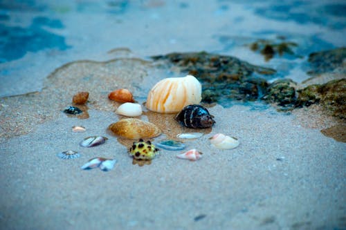 水域の貝殻
