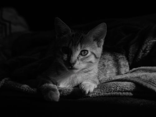 Free Artistic monochrome portrait of a young cat lounging in soft lighting, creating a moody yet serene atmosphere. Stock Photo