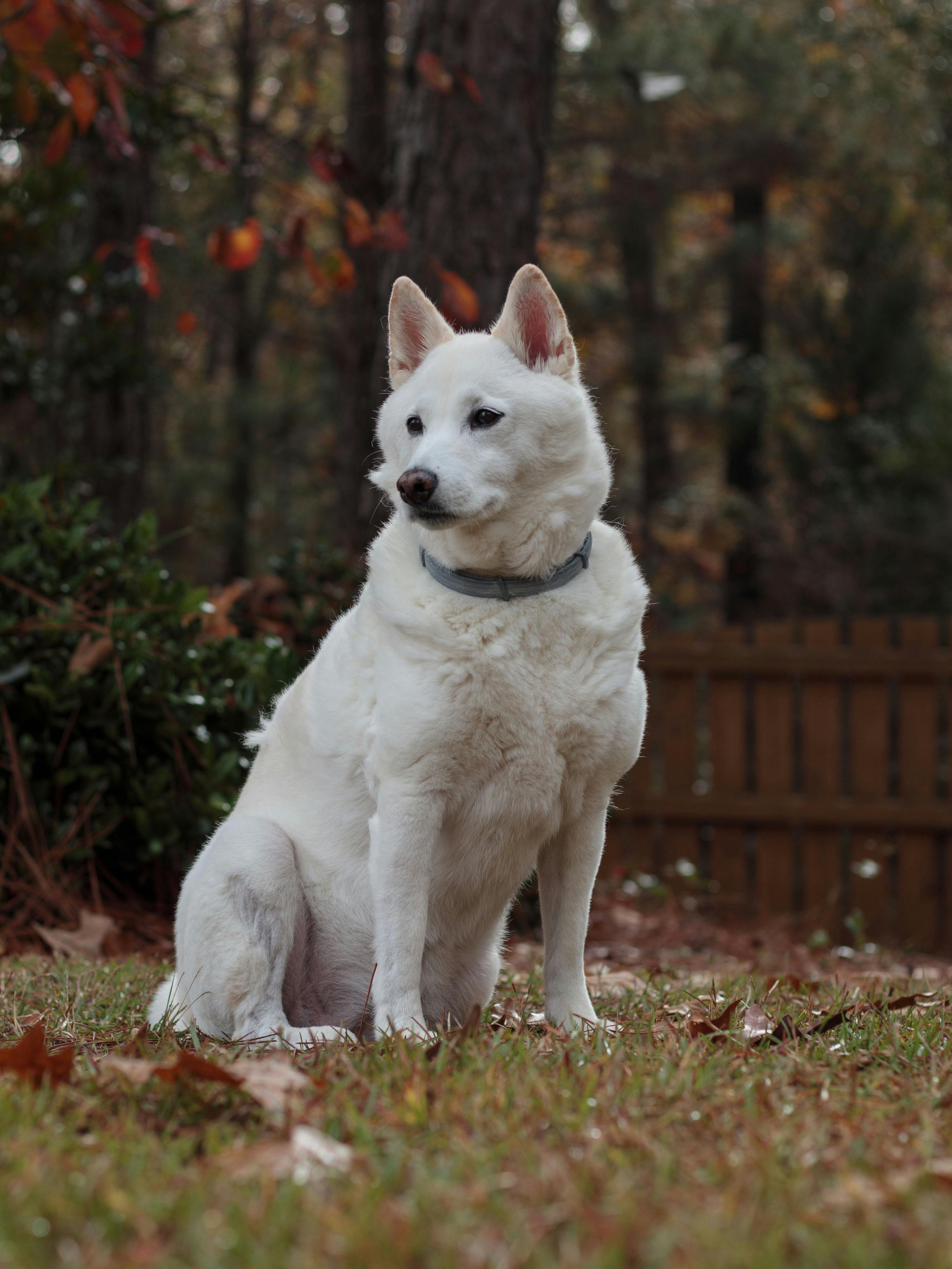 Kishu Inu Dog Sitting in Autumn Garden · Free Stock Photo