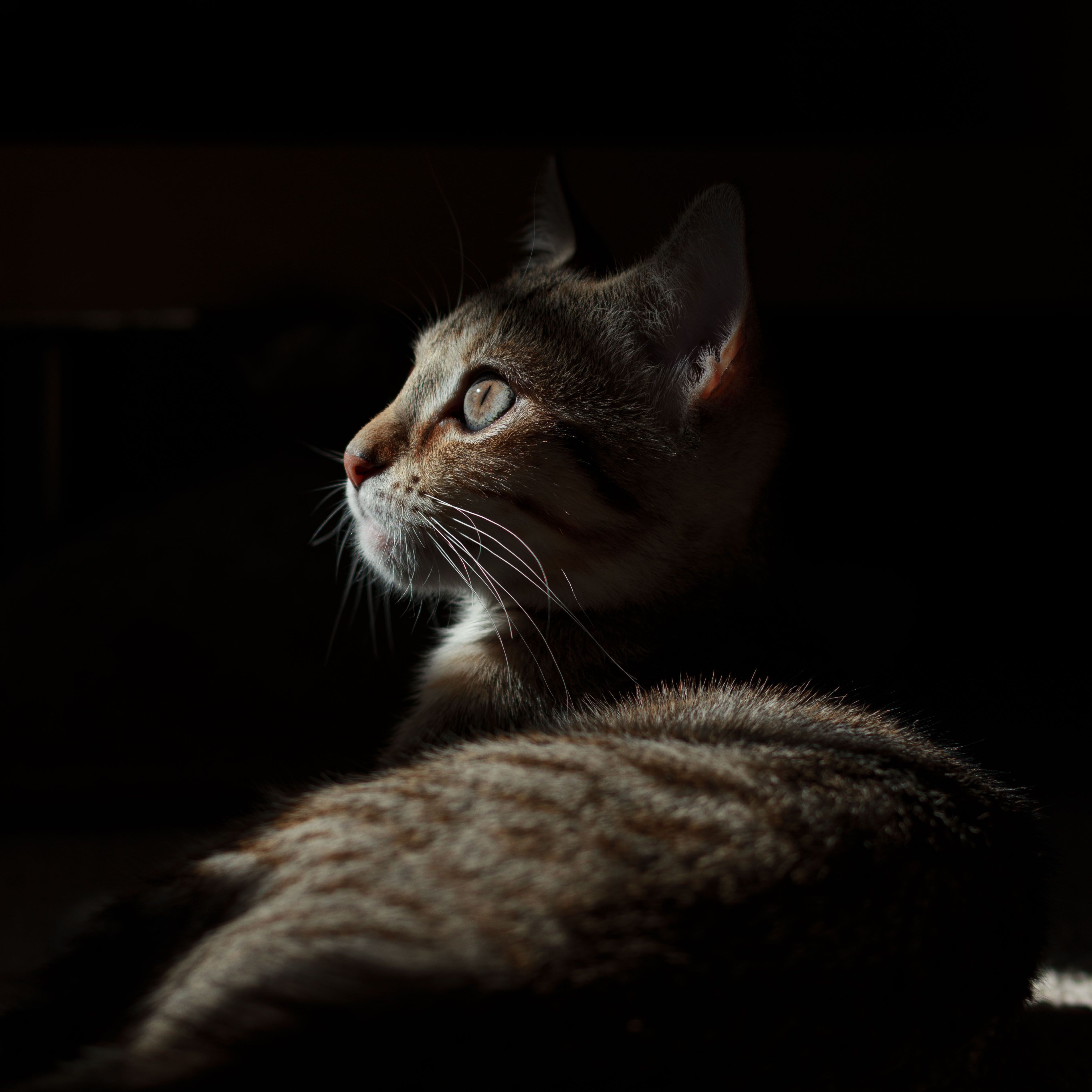 Close-up of a domestic cat in silhouette with dramatic sunlight highlighting its face.