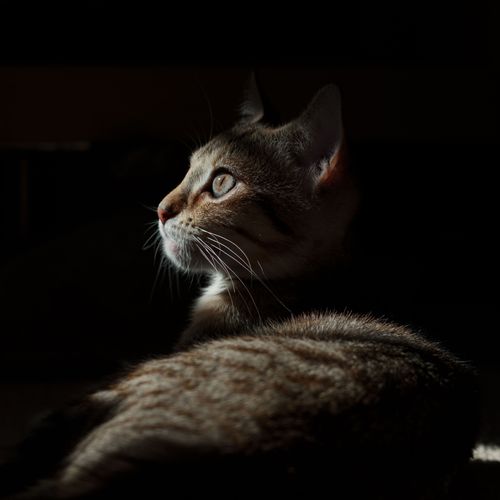 Free Close-up of a domestic cat in silhouette with dramatic sunlight highlighting its face. Stock Photo