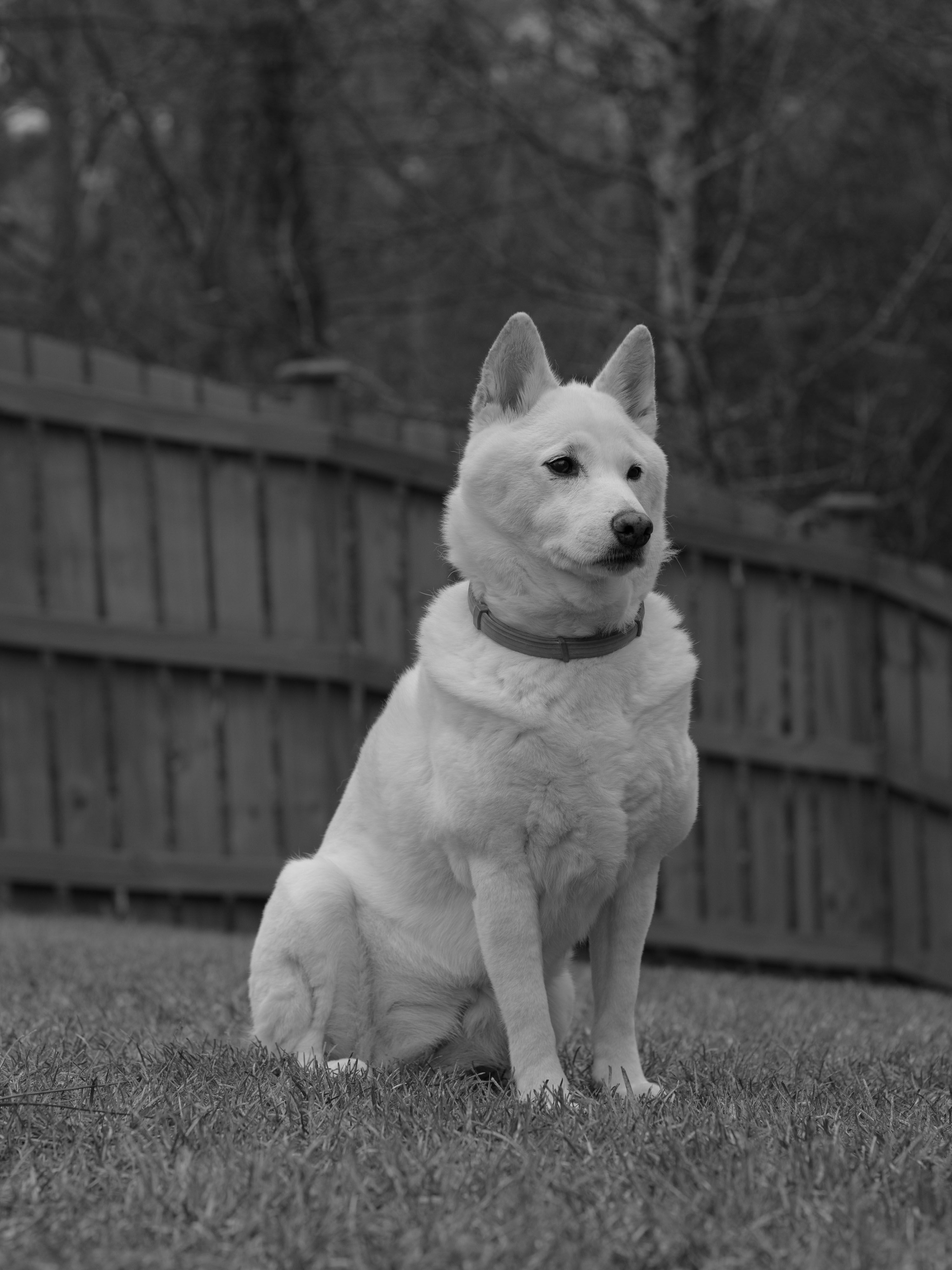 Shepsky R Anime{ Photos, Download The BEST Free Anime{ Stock Photos & HD Images