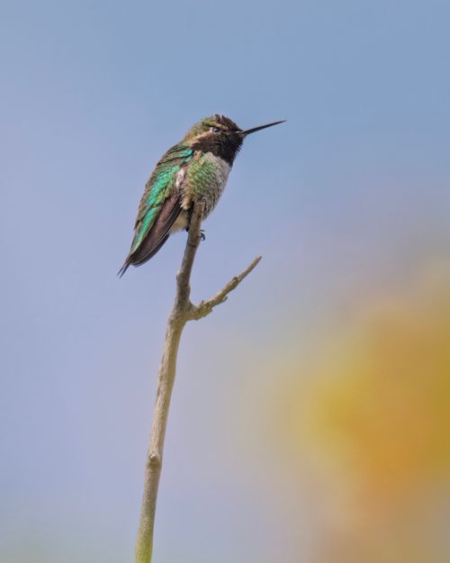 Free Anna's Hummingbird on a branch against a blue sky in East Wenatchee, Washington. Stock Photo