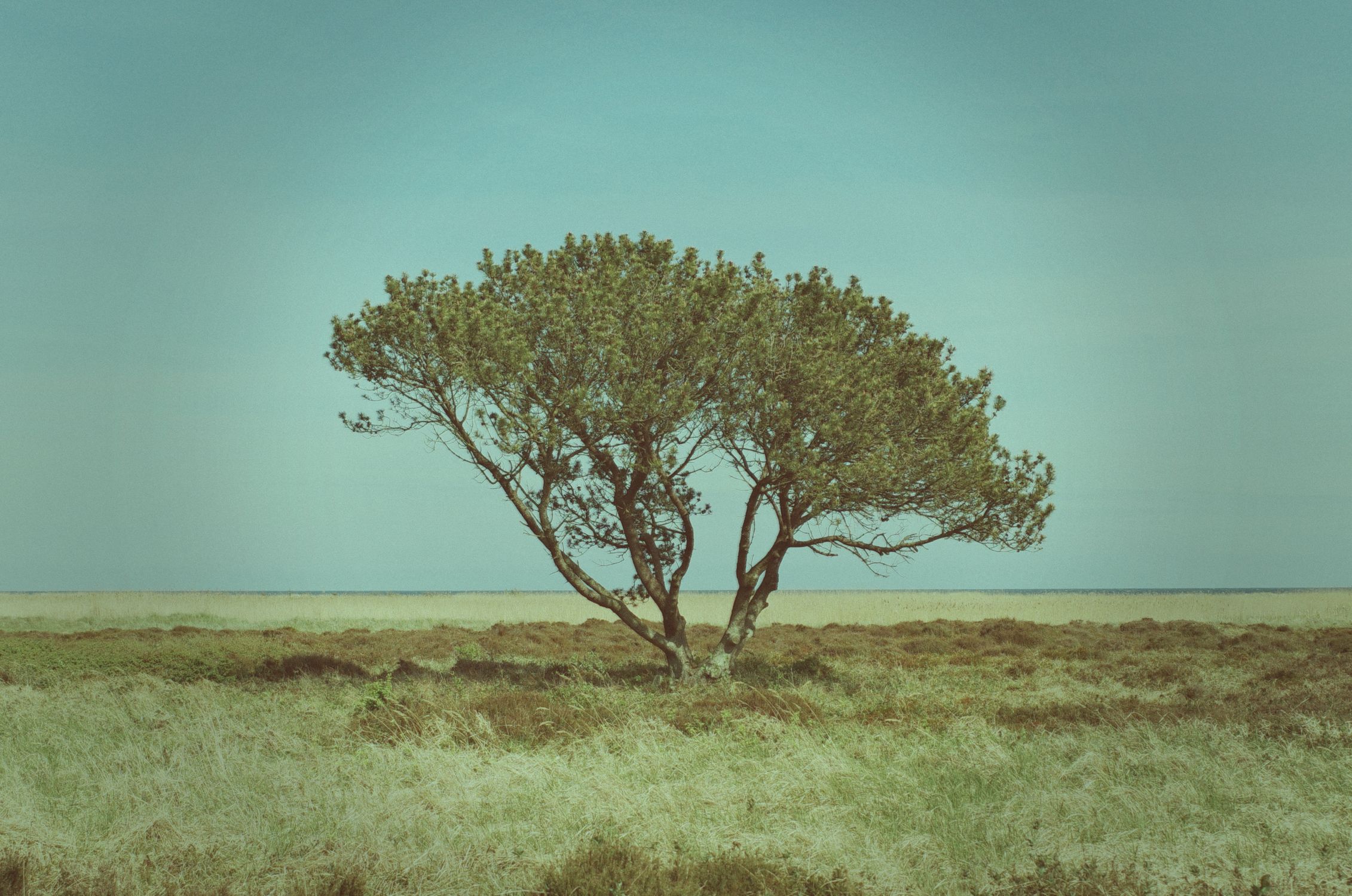 Solitary Tree in Serene Coastal Landscape · Free Stock Photo