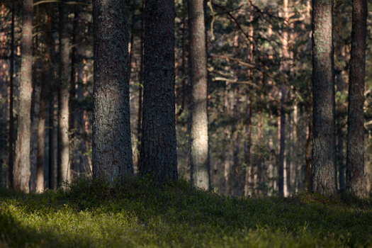 Tranquil forest scene with sunlight breaking through tall pine trees, creating a serene atmosphere.