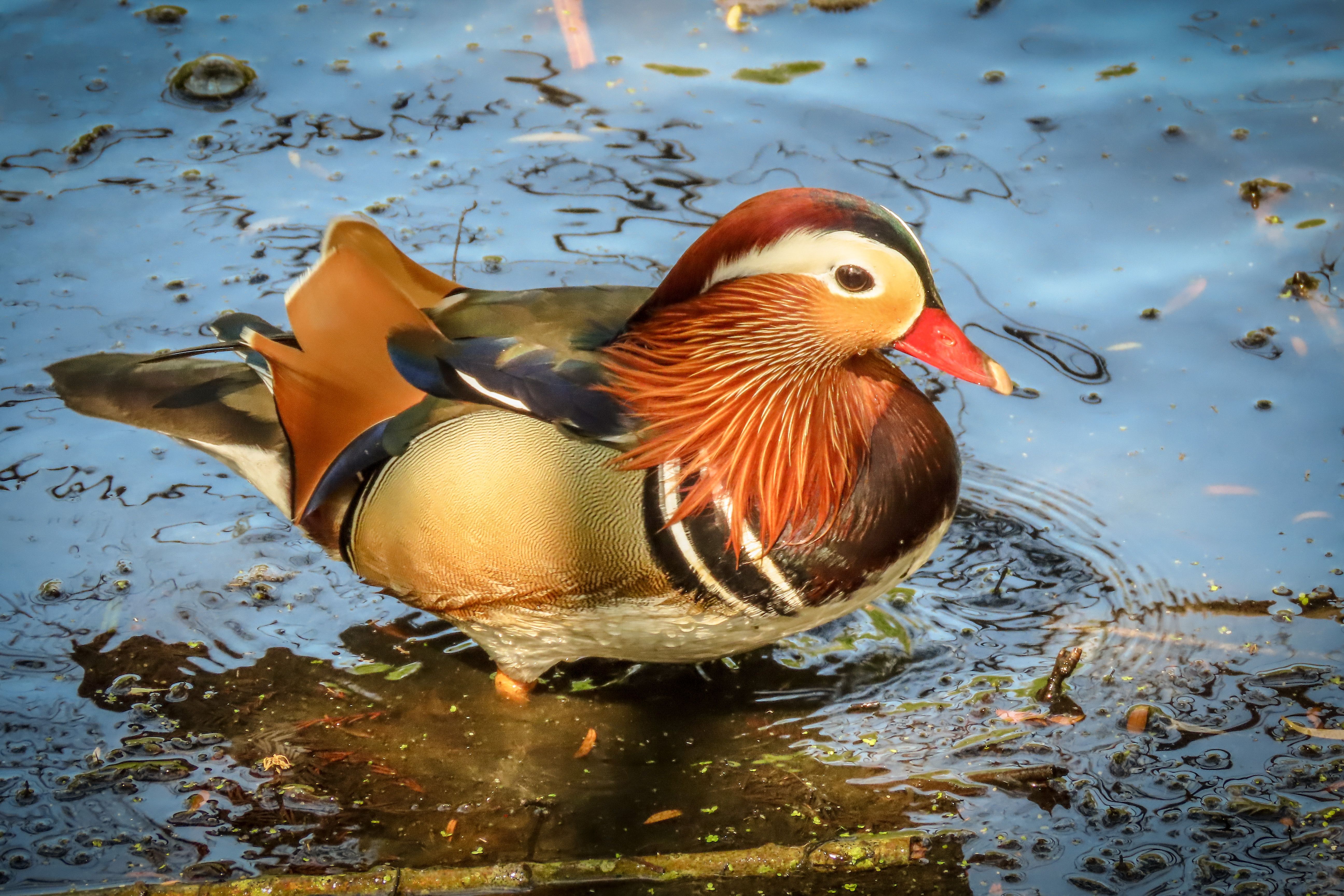 A beautiful mandarin duck swimming peacefully in natural waters, striking with vibrant colors.