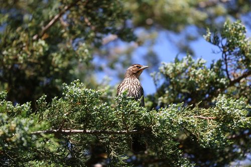 Free Brown thrush bird calmly perched on a green evergreen branch with a clear blue sky background. Stock Photo