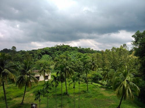 Foto stok gratis awan, fotografi alam, hijau tua