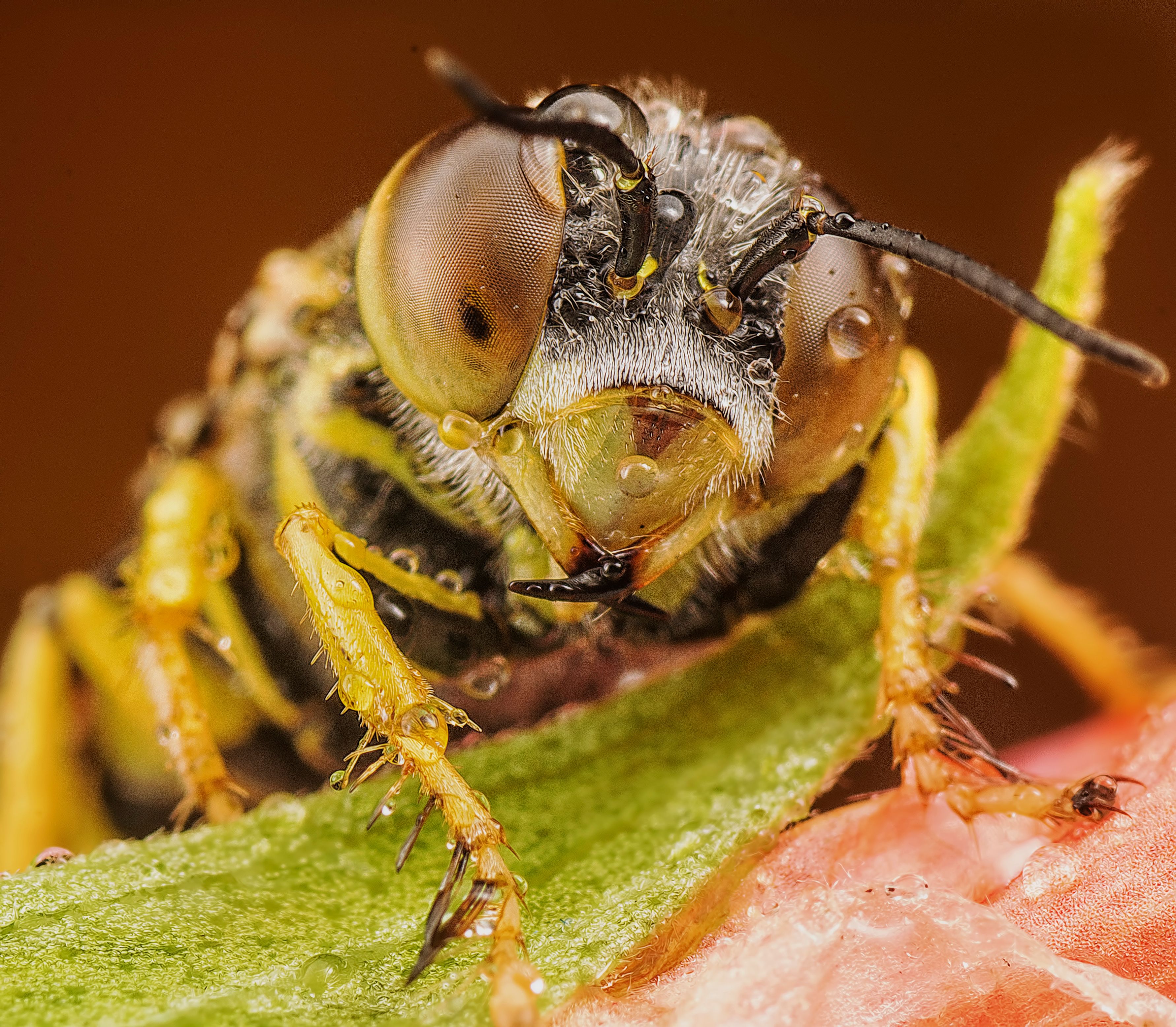 Yellow and Black Wasp on Brown Branch · Free Stock Photo
