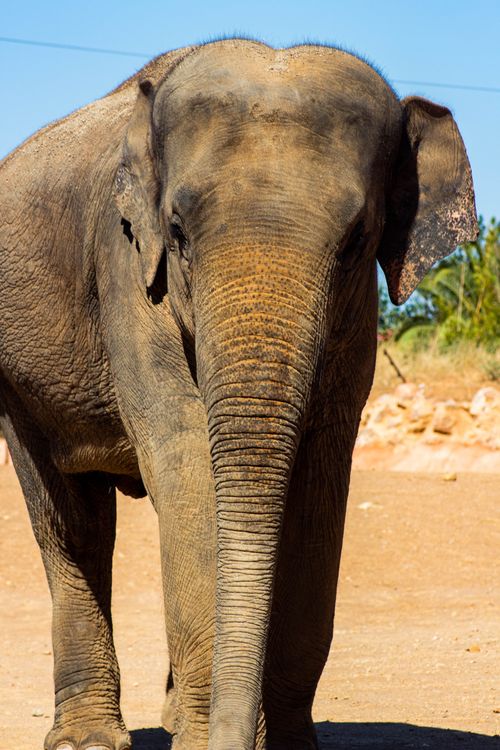 Free Close-up of an Asian Elephant in a sunny outdoors setting. Stock Photo