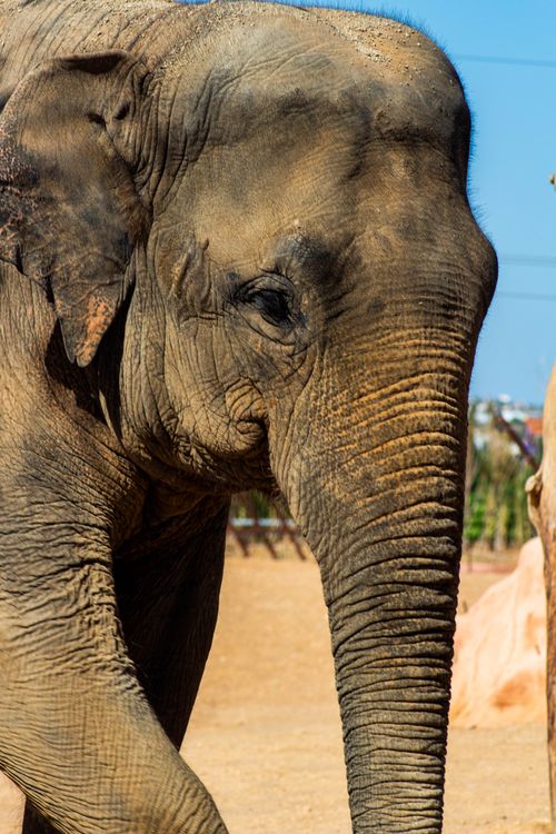 Free Portrait of an Asian elephant in an outdoor environment, showcasing its textured skin and natural habitat. Stock Photo