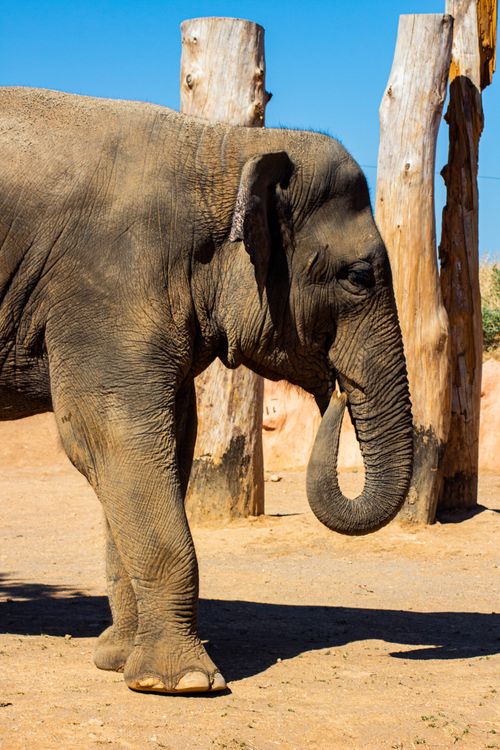 Free A side view of an Asian elephant standing outdoors on a sunny day. Stock Photo