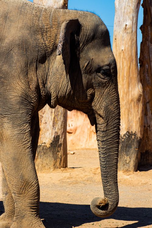 Free Side profile of an Asian elephant standing outdoors in sunlight with trees in the background. Stock Photo
