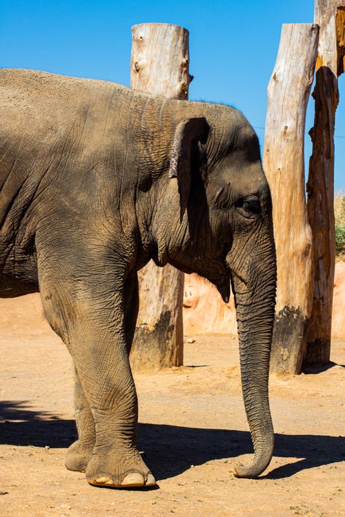 Free A majestic Asian elephant stands gracefully in a zoo enclosure, surrounded by wooden structures. Stock Photo