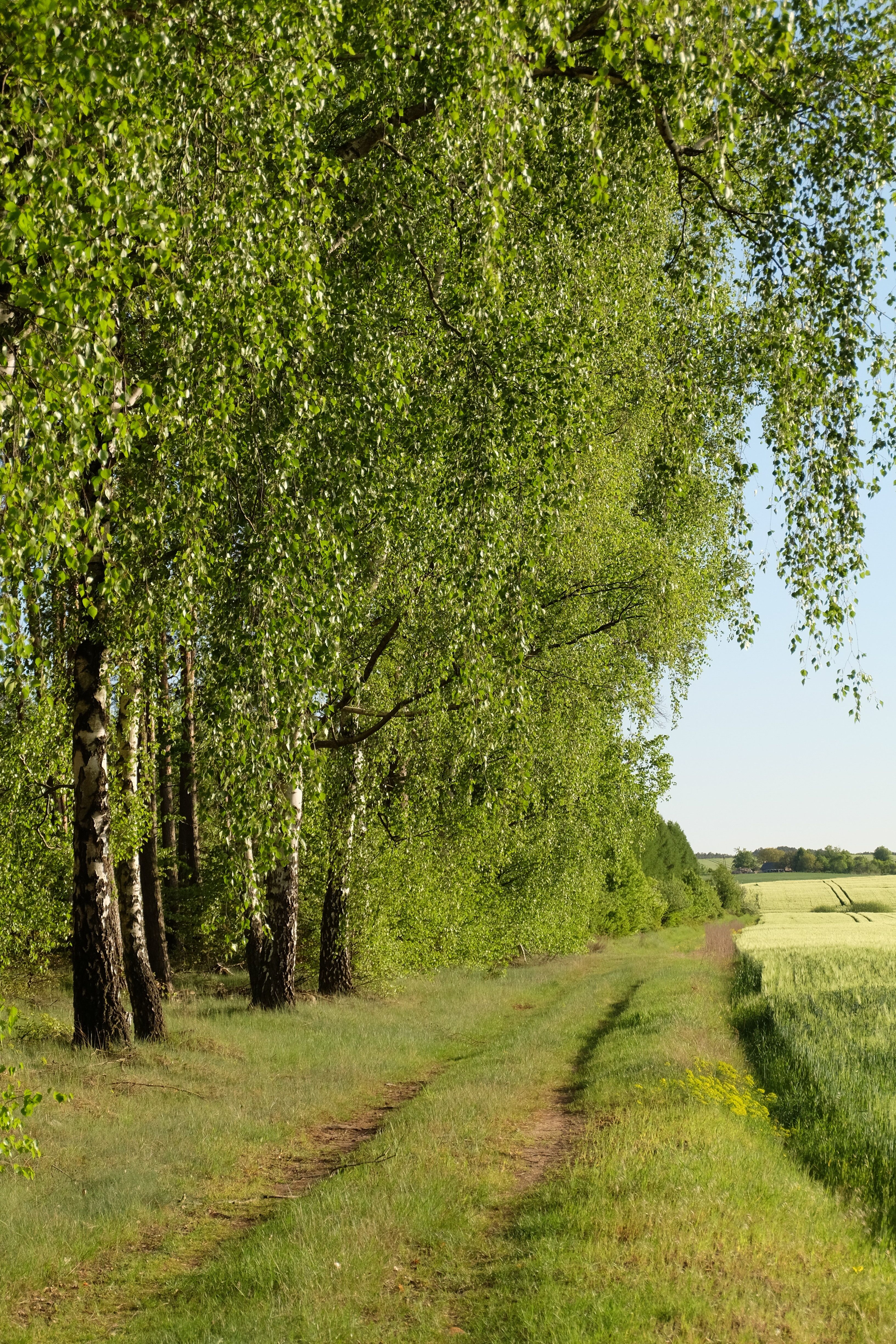 Serene Forest Pathway in a Summer Landscape · Free Stock Photo