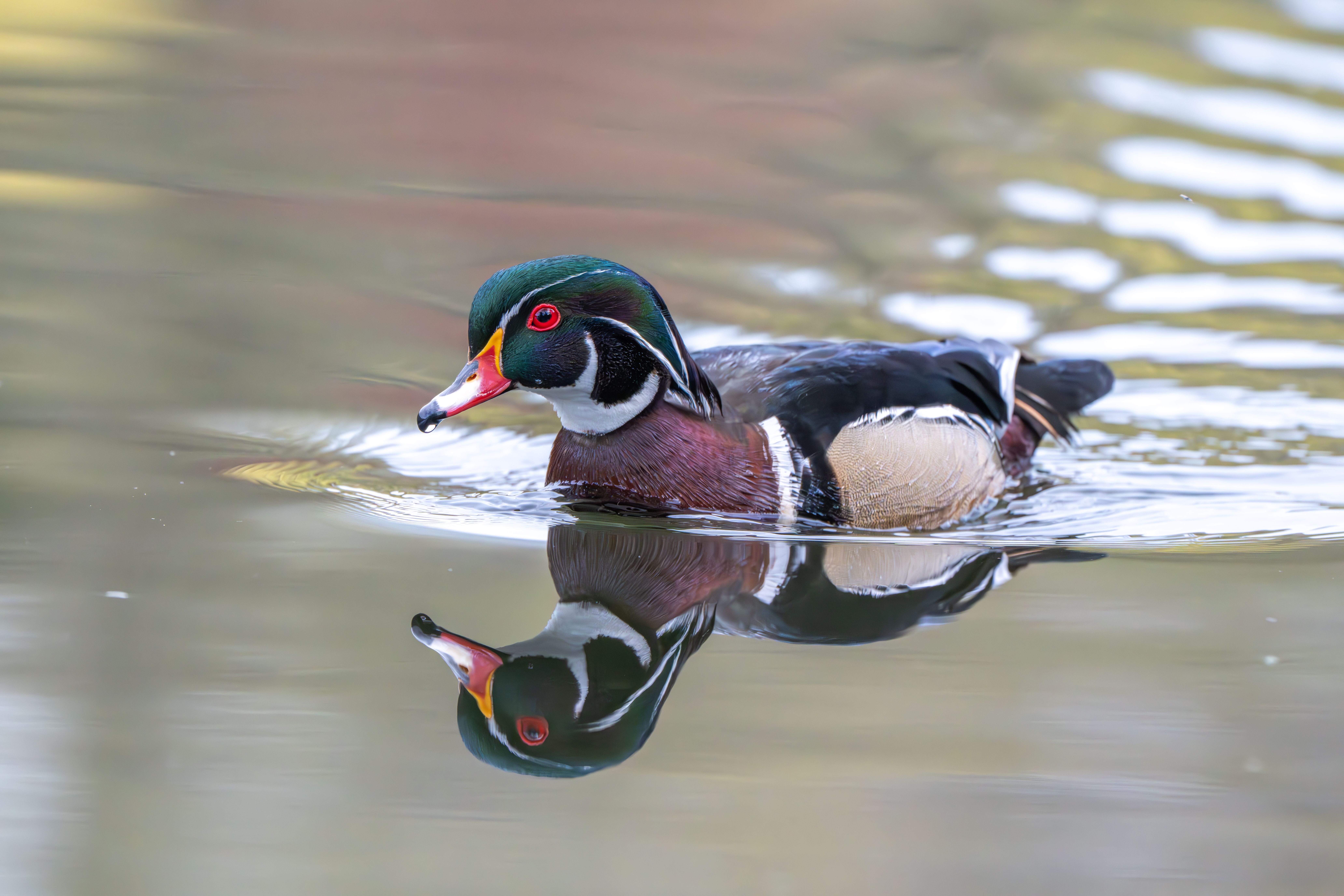1.171+ Fotos y Imágenes de Bing+aix+imx+imx+imx+imx+imx+imx+imx+imx+imx ...