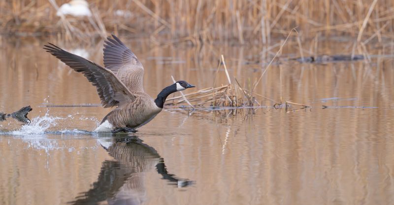 Wyndham Canada Goose : Hôtel Guide 2026