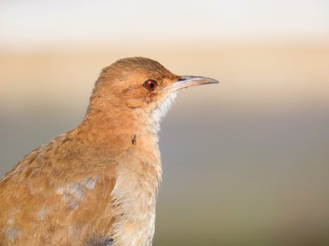 Close-up portrait of a Rufous Hornero bird in Santa Maria, Brazil, showcasing its vibrant brown feathers and sharp gaze.