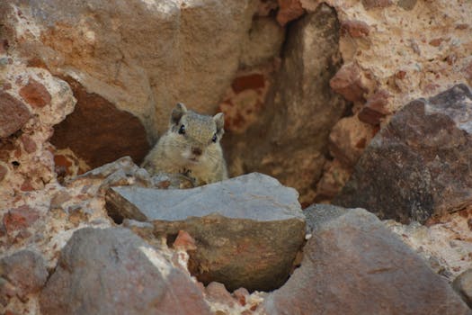 Purba Firoz Shah Colony