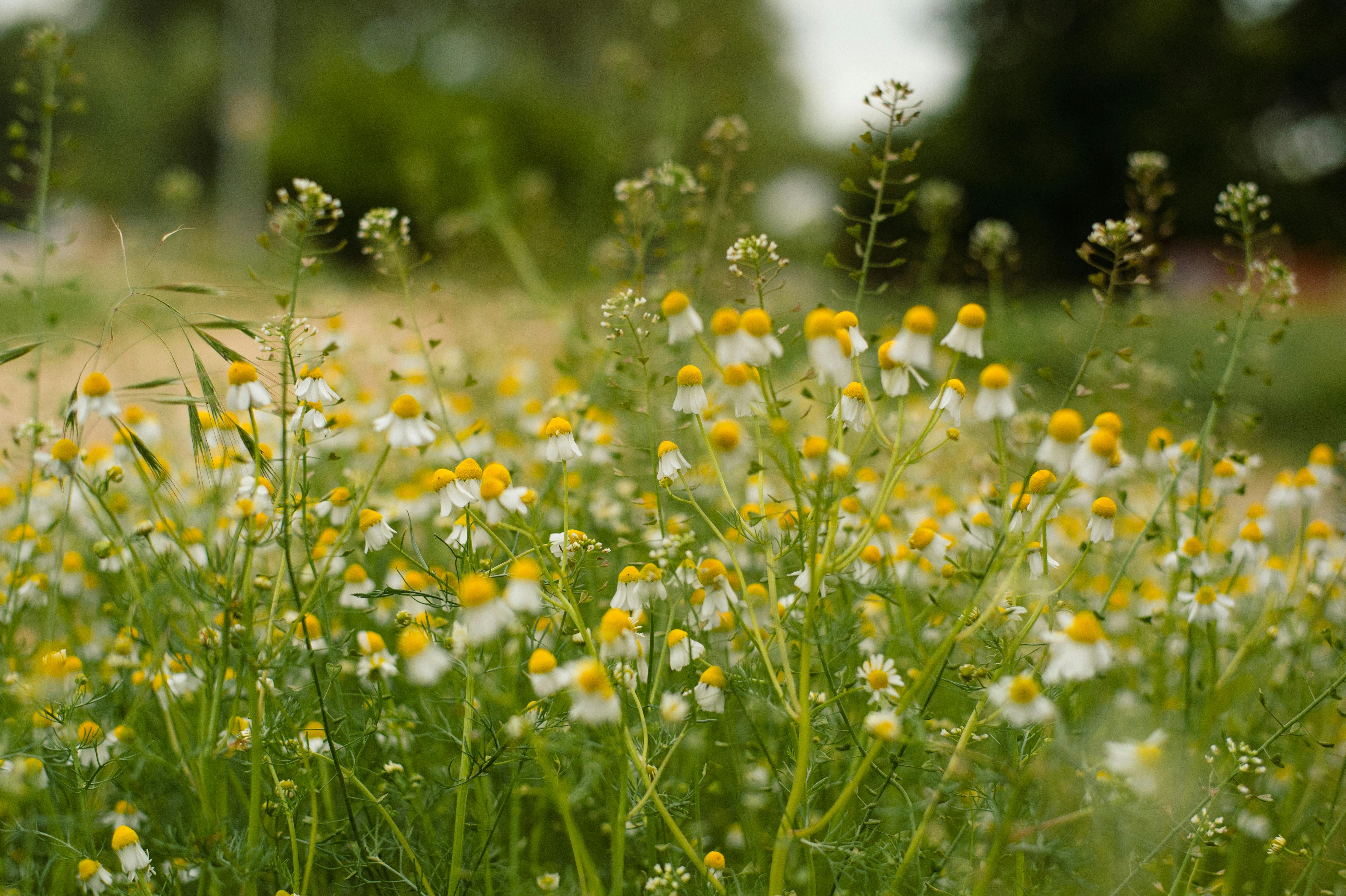 A beautiful field filled with blooming chamomile flowers on a sunny day, perfect for nature enthusiasts.