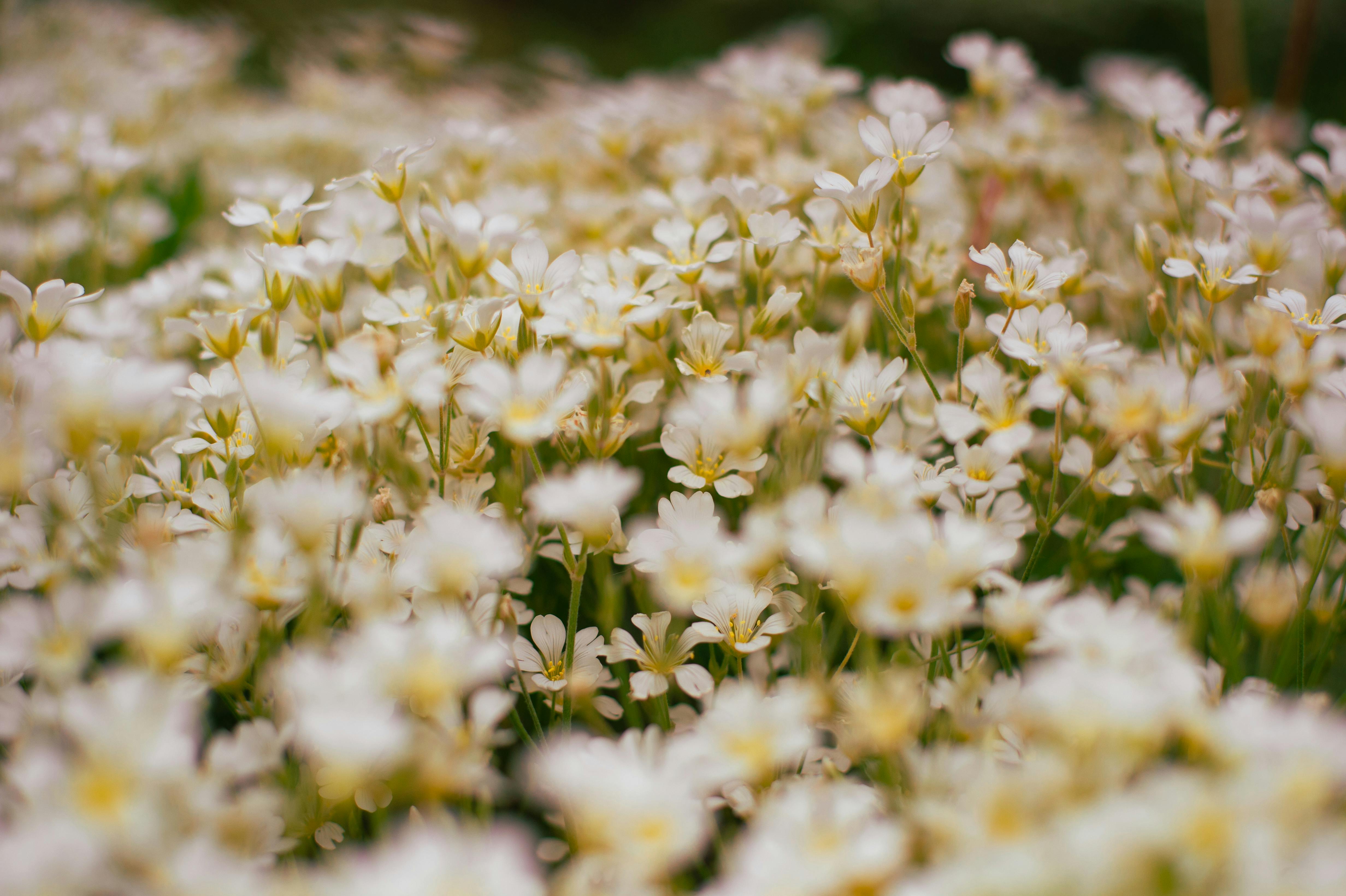 A vibrant meadow filled with delicate white flowers under a bright daylight.