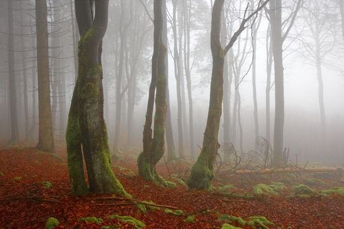 Free Fog envelops a dense autumn forest with mossy trunks, creating a mysterious allure. Stock Photo