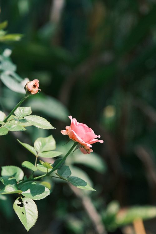 Free A delicate pink rose surrounded by green leaves, captured in natural sunlight. Stock Photo