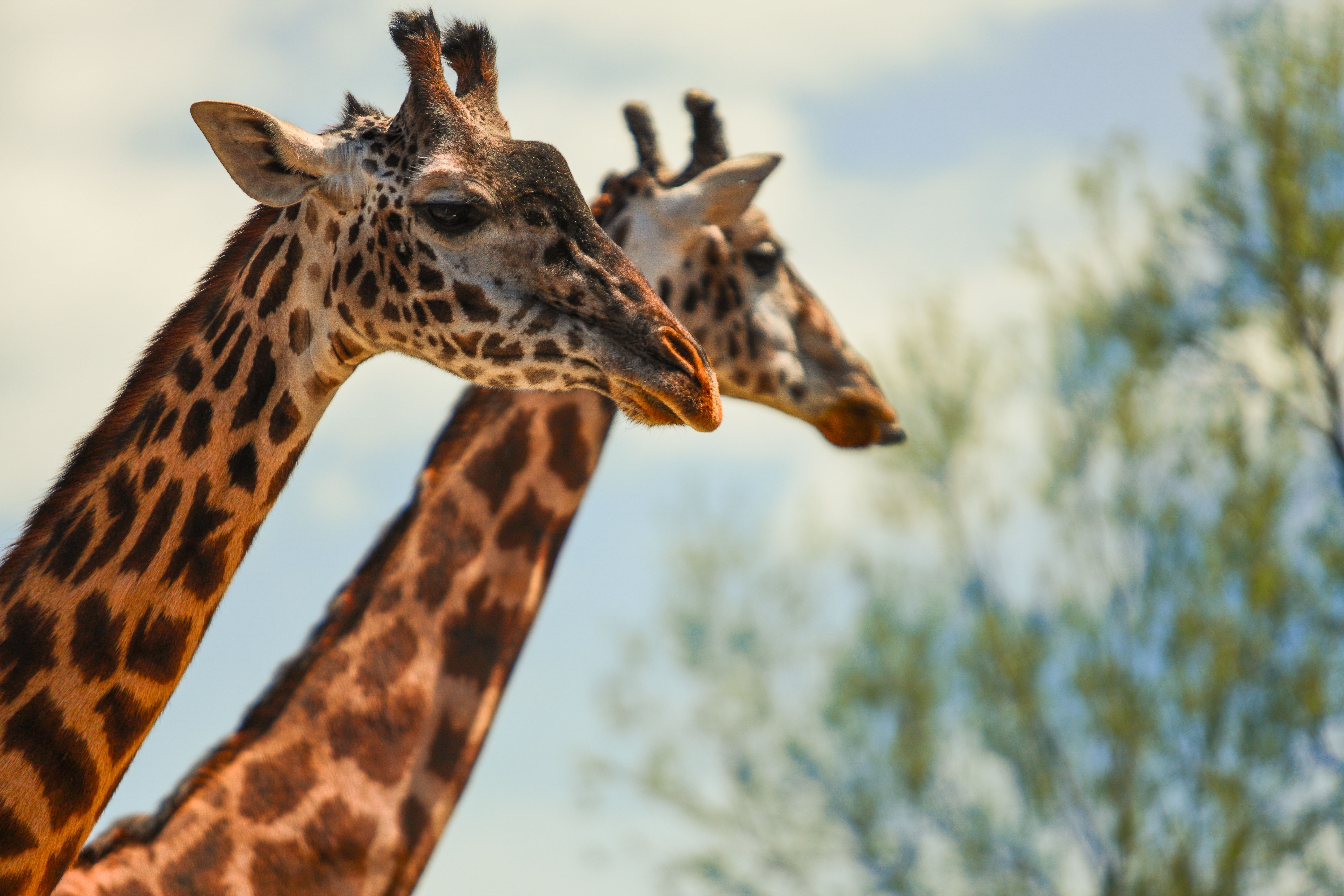Two giraffes in a warm outdoor setting at Toronto Zoo, perfect for wildlife enthusiasts.