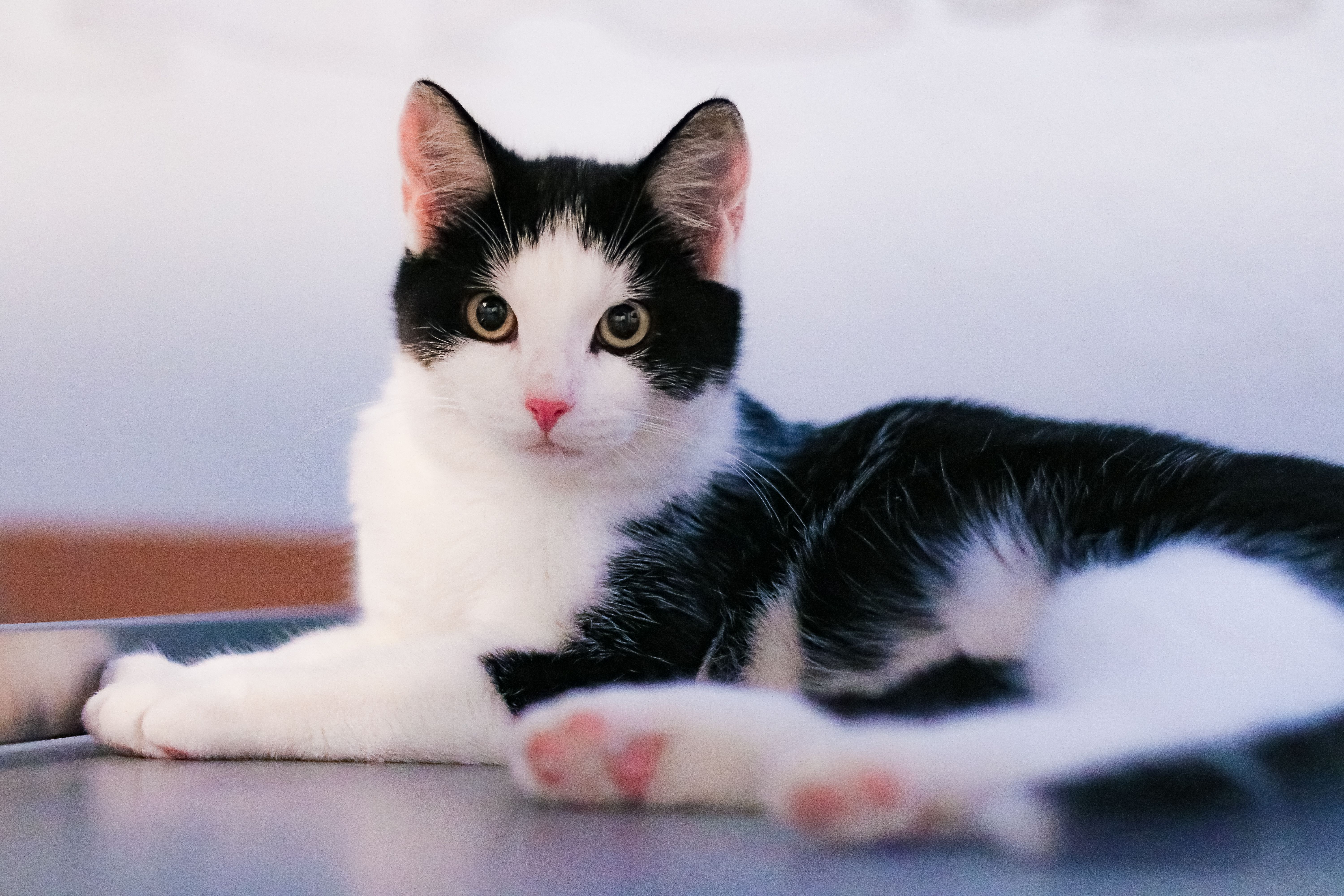free-stock-photo-of-bicolor-cat-cat-eyes-cat-face