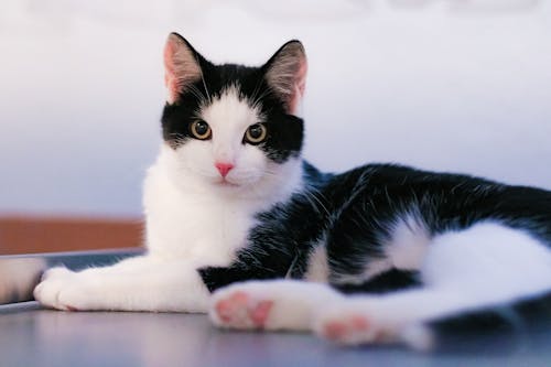 Imagine de stoc gratuită din adorabil, bicolor cat, curios