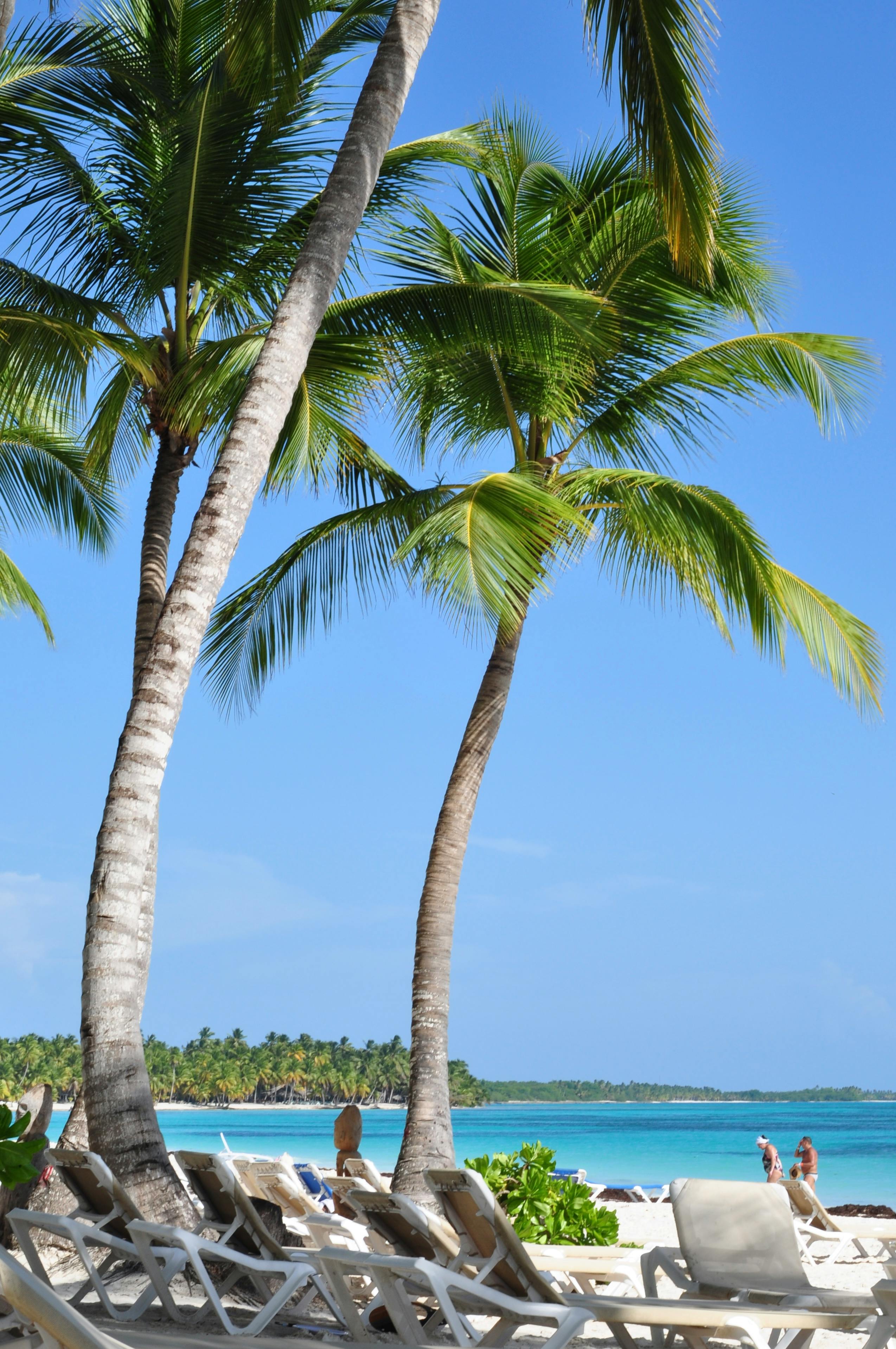 Free Sunny day at a pristine Dominican Republic beach with palm trees and turquoise waters. Stock Photo