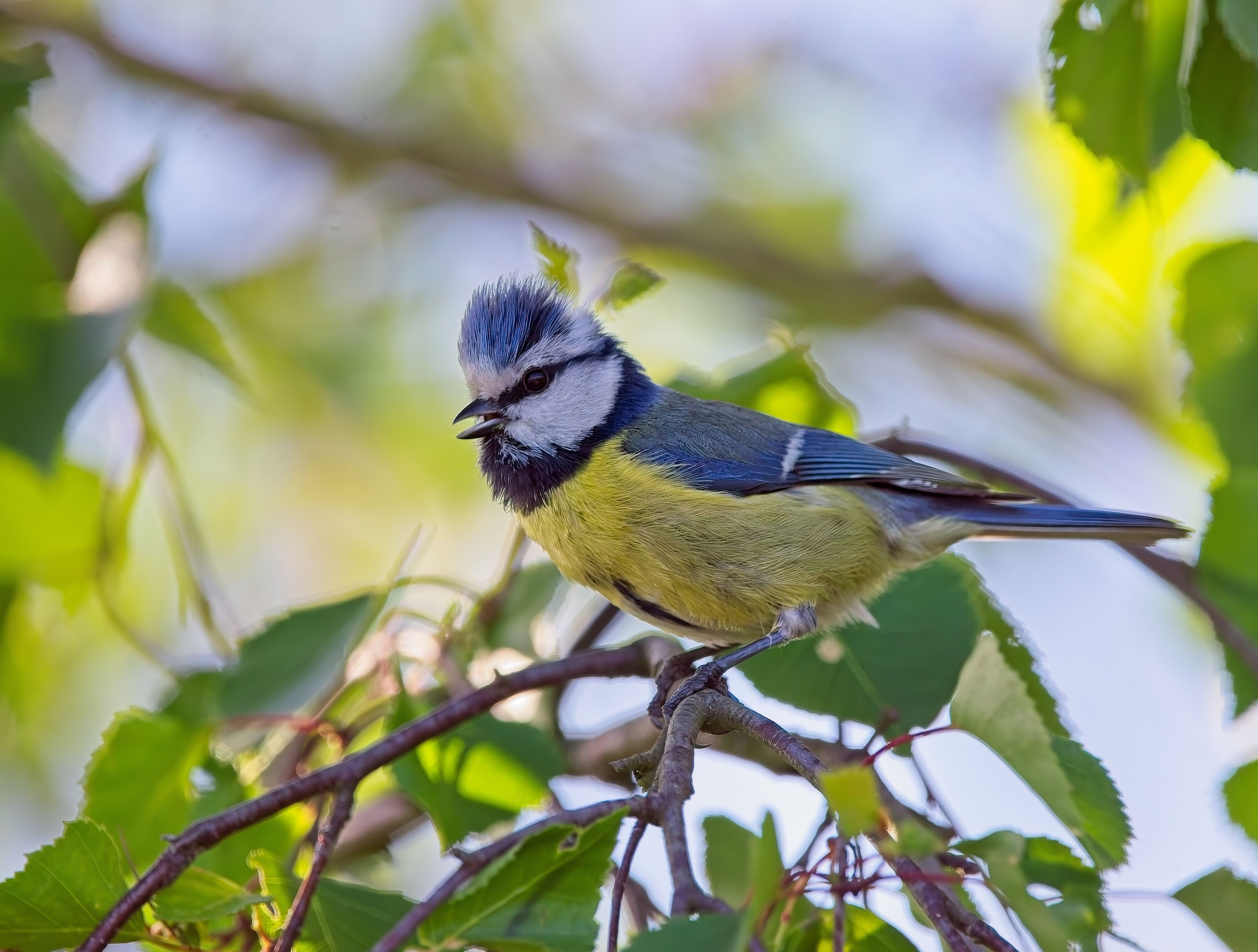 Fotomural Un pájaro carbonero azul vibrante se posa en una rama rodeado de hojas verdes frescas.